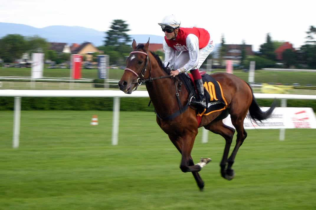 Caballo castaño corriendo en carrera con un jockey a cuestas.